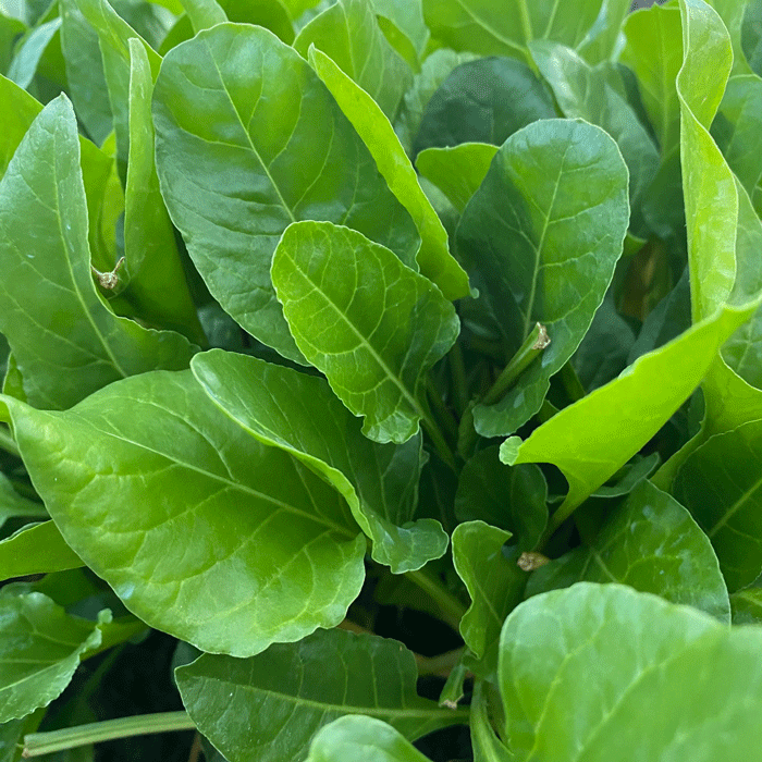 The Pinto Post | Nutrition - Do you know about Beet Spinach?: I grew beet spinach for the first time, and here are my thoughts..