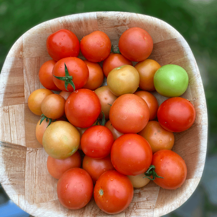 The Pinto Post | Recipes - Tomato Chutney/Pickle: Since I had a ton of tomatoes harvested this week I decided to make a pickle for the winter, it turned out better than I anticipated it to be, my husband loves it along with garlic bread.